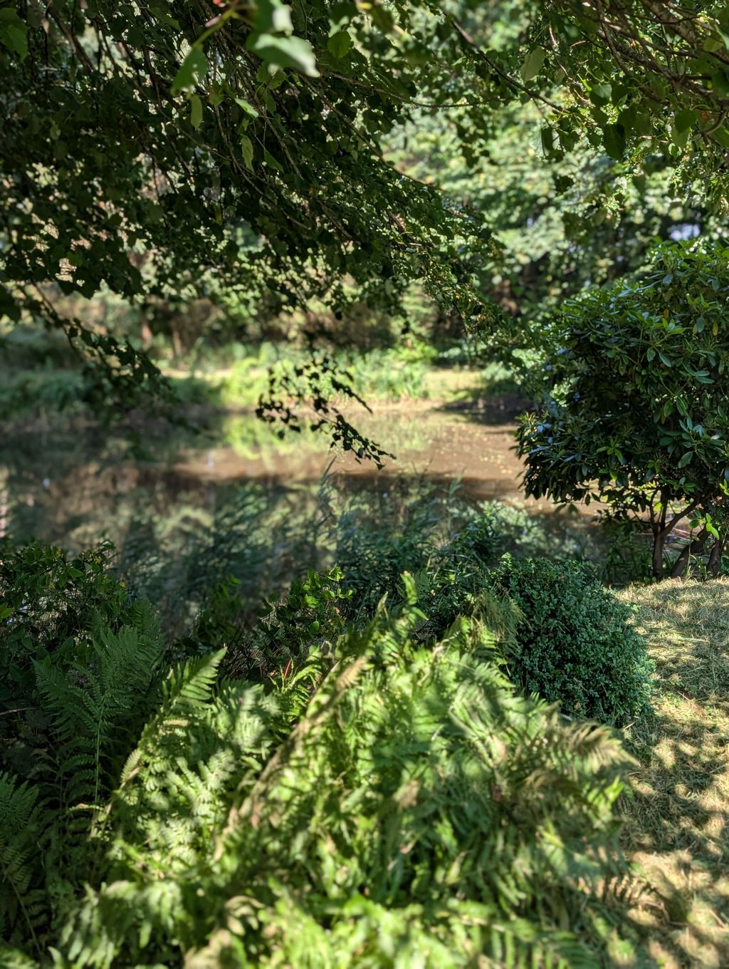 Área de acampada en un biotopo natural junto al estanque en Frisia del Norte