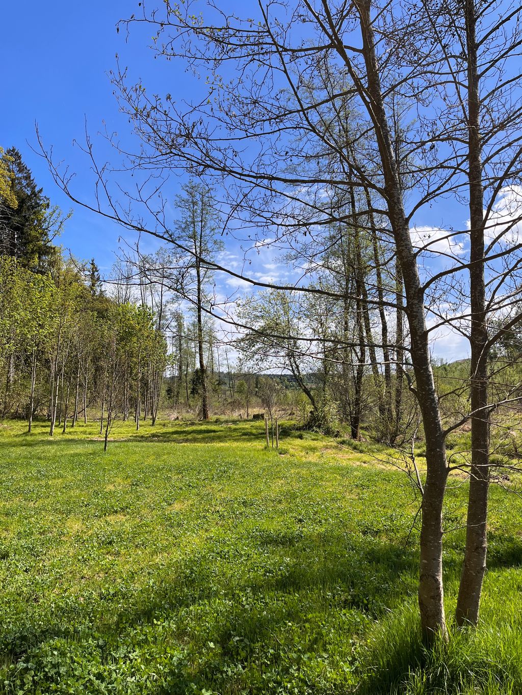 Camping directly by the stream in an idyllic secluded location