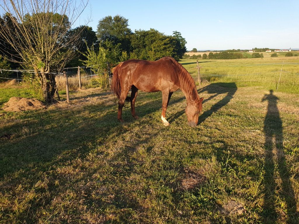 Caravan site with horses in the background