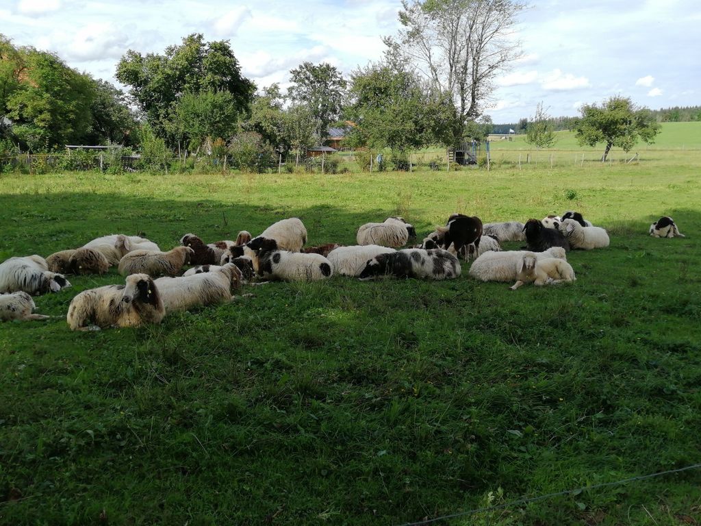 Campeggio in una fattoria ai piedi delle Alpi