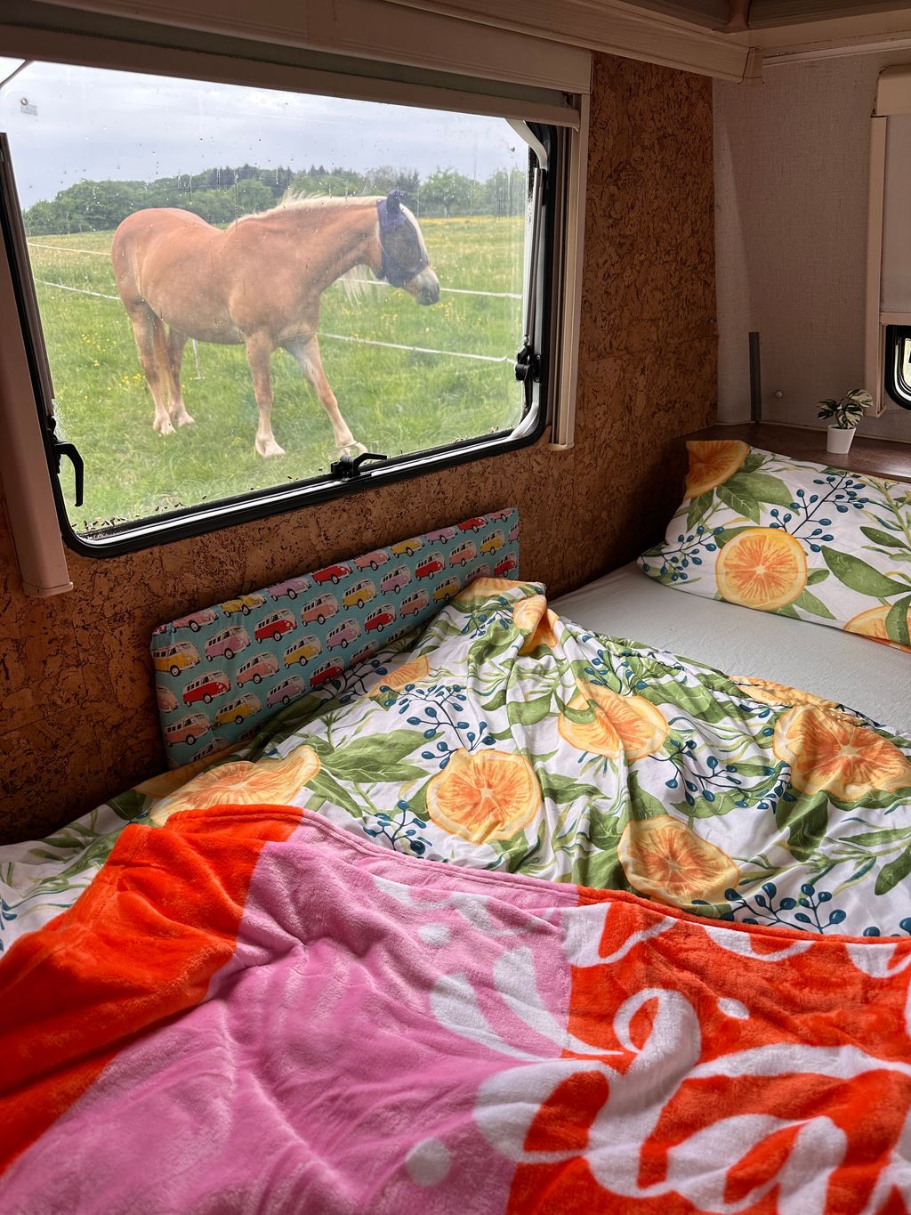 Horses right outside the window