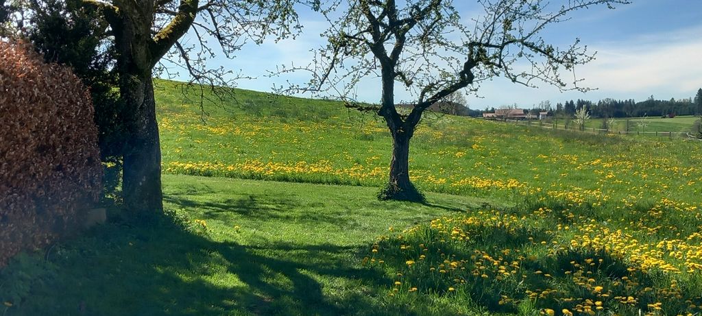 Alleinlage auf der Obstwiese mit Wald & Bach Blick