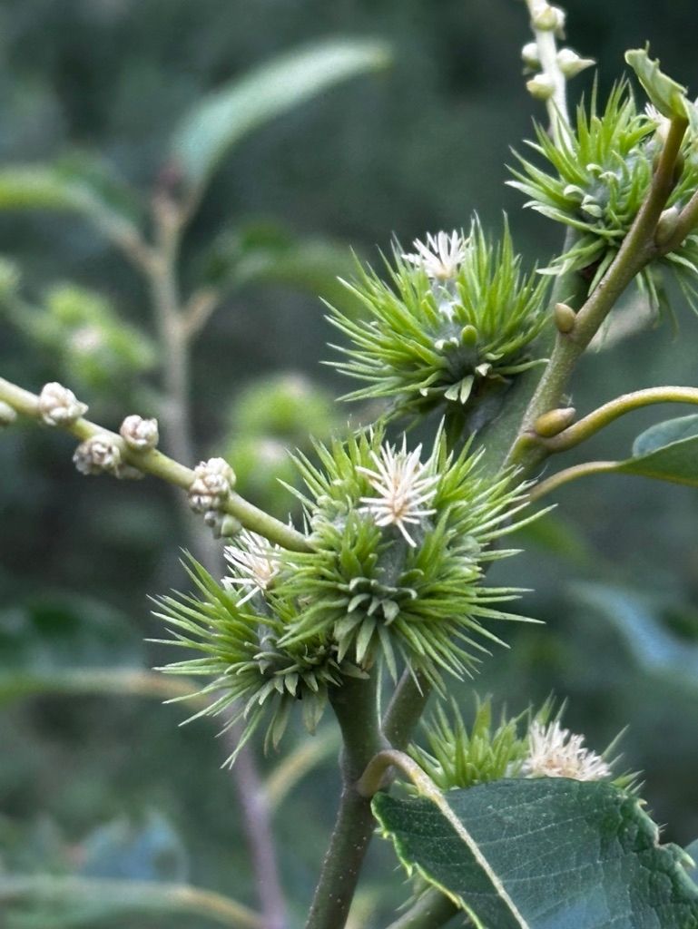 Iglucraft dans le parc naturel de Wendland, près de l'Elbe