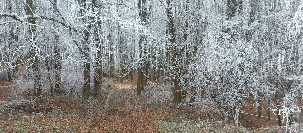 "Wald-Glamping" - Shelter, Lagerfeuer, draußen ...