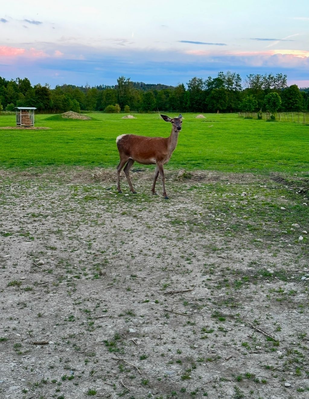 Camp in Bavaria with beer garden at the deer enclosure