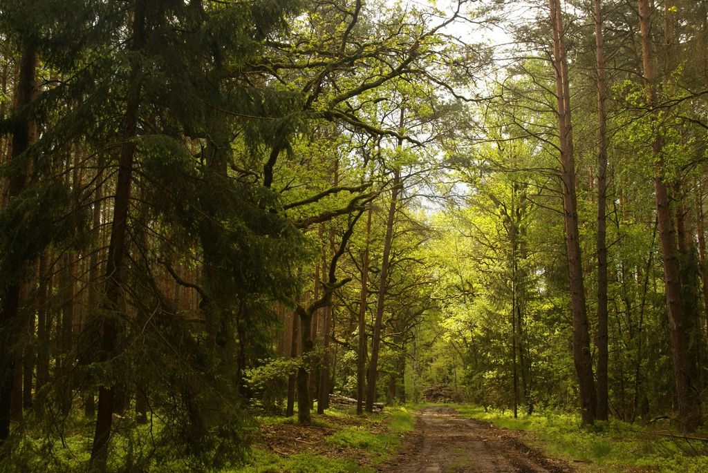 Parcela natural en la linde del bosque
