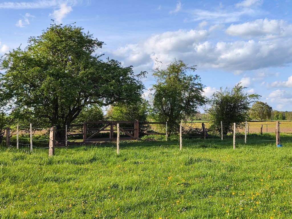 Camping on the Weser - hawthorn and pasture happiness