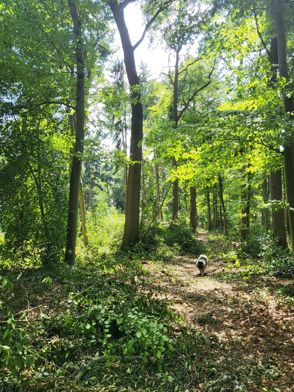 Acampada en plena naturaleza junto al bosque