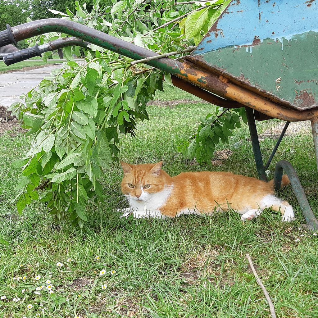 Campamento con tienda en la granja: Relajarse en plena naturaleza