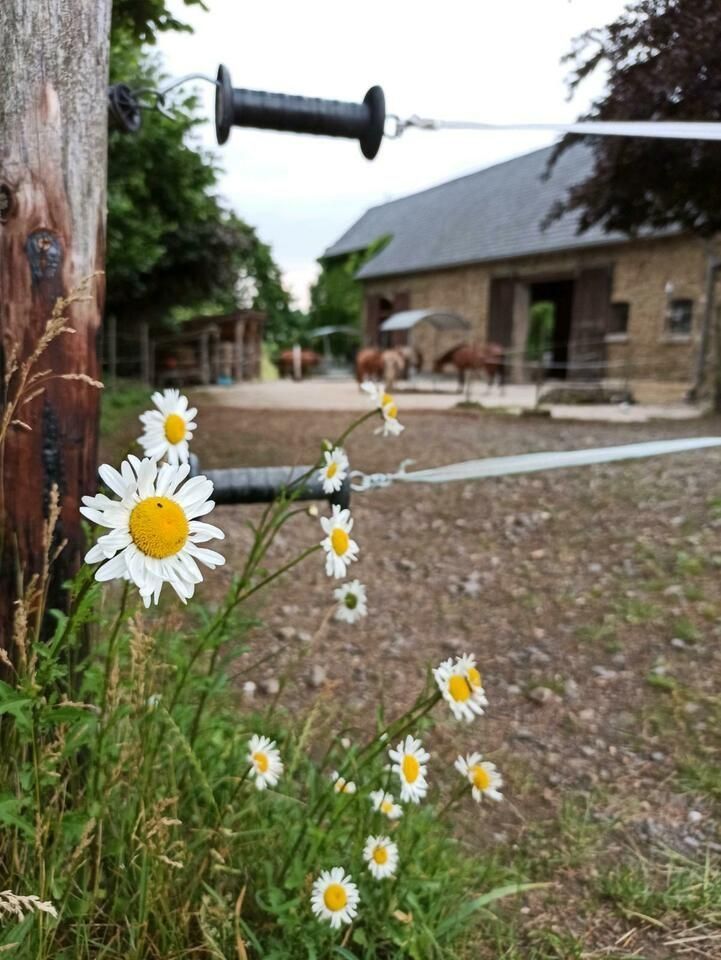 Une ferme idyllique dans un vieux manoir