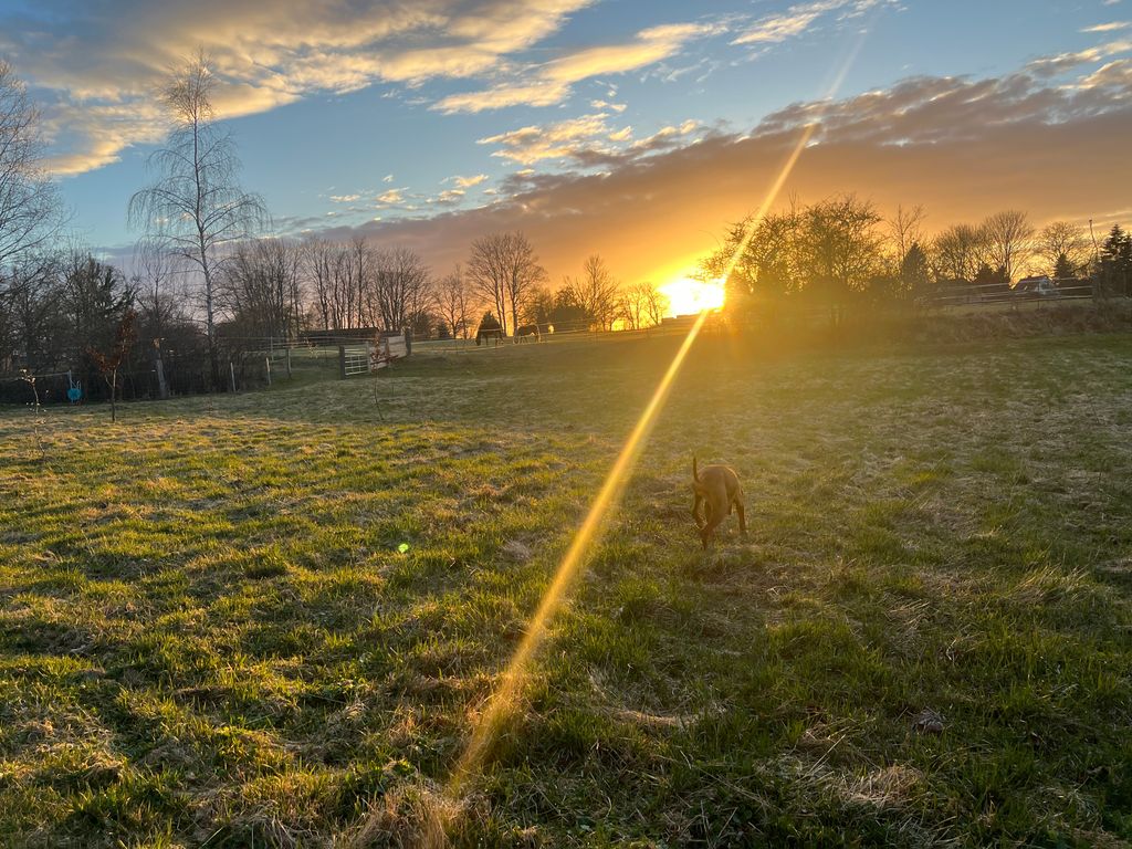 For purists – a nature experience among horses and cattle 