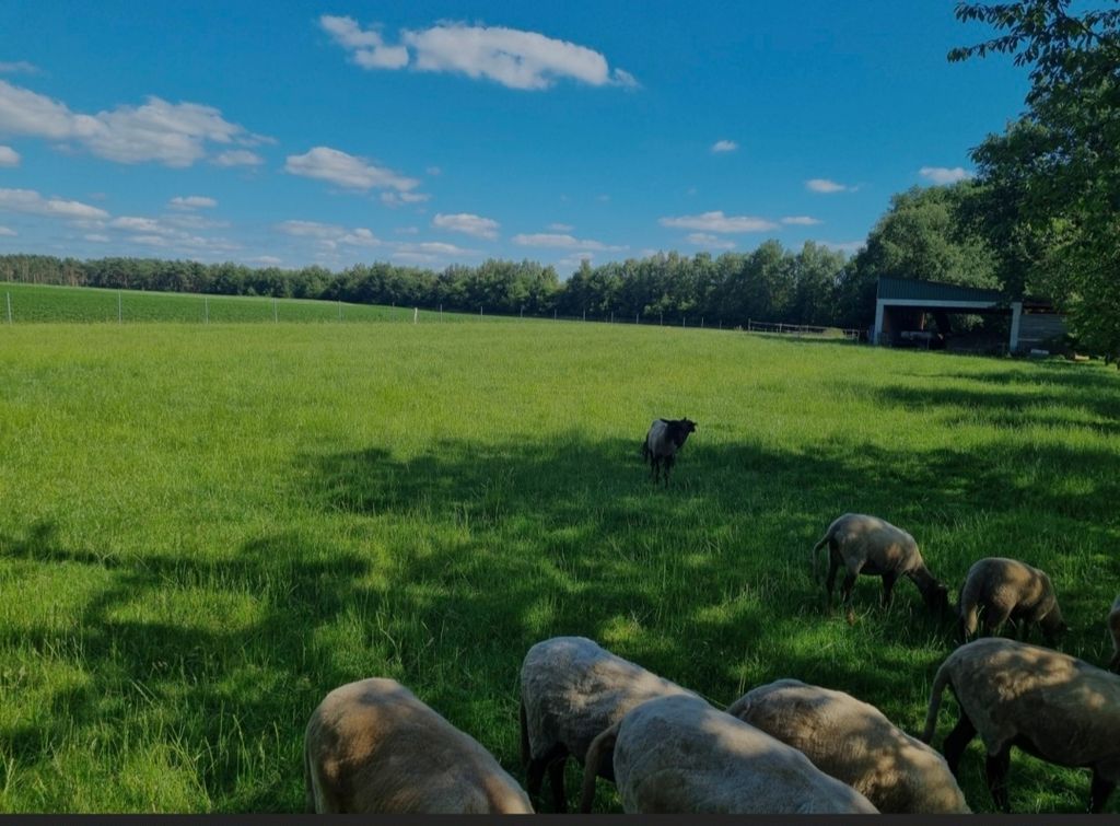 Verger entre ânes, moutons et vaches
