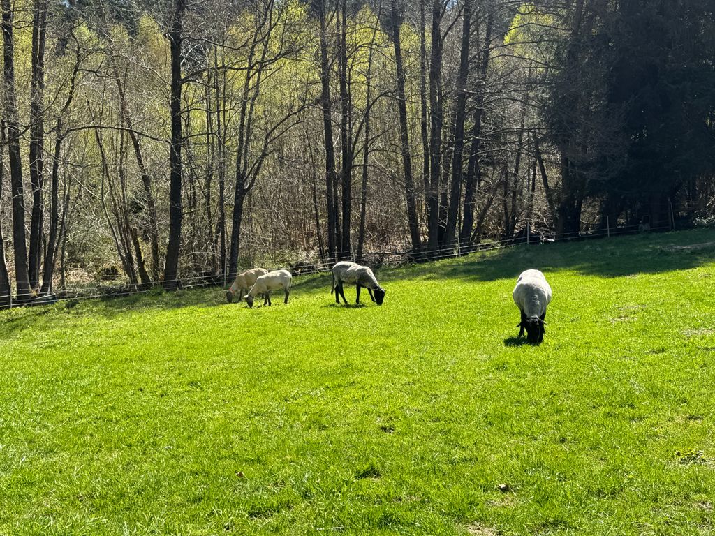 Un cadre de vacances idyllique au bord de l'Idarbach