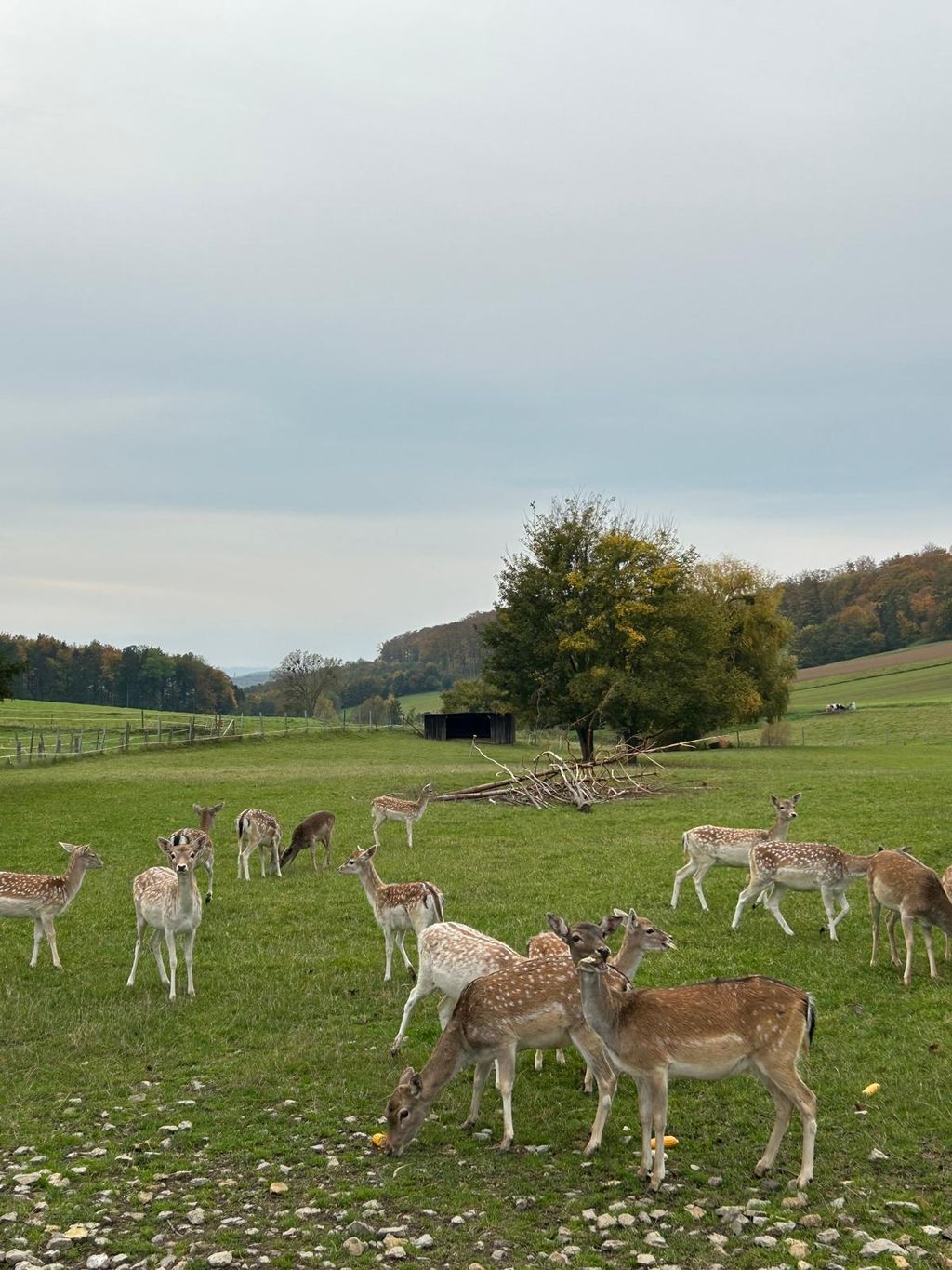 Stellplatz am Damwildgehege: Natur pur