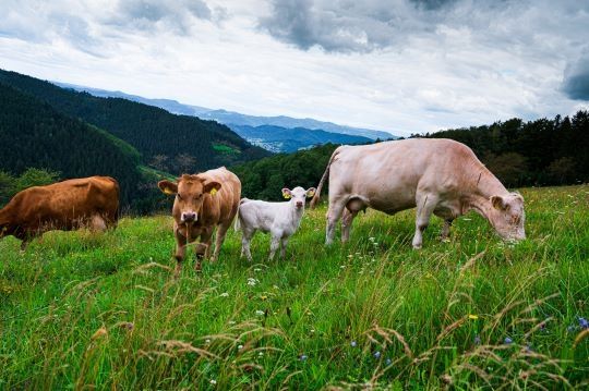 Campen im Schwarzwald auf dem Reiterhof mit Sauna