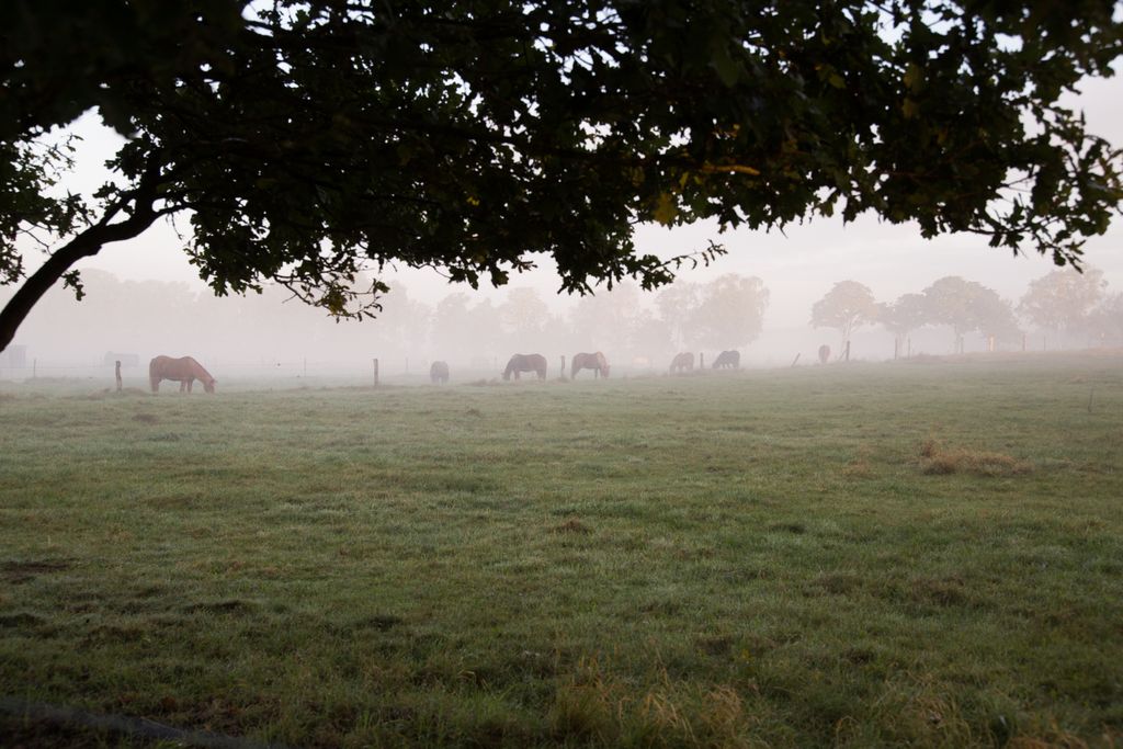 Pastos para caballos en la reserva natural de Lüneburg Heath