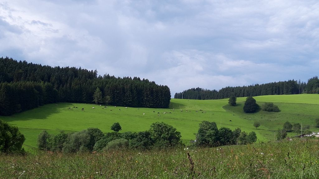 Stellplatz im Schwarzwald mit einmaliger Aussicht 