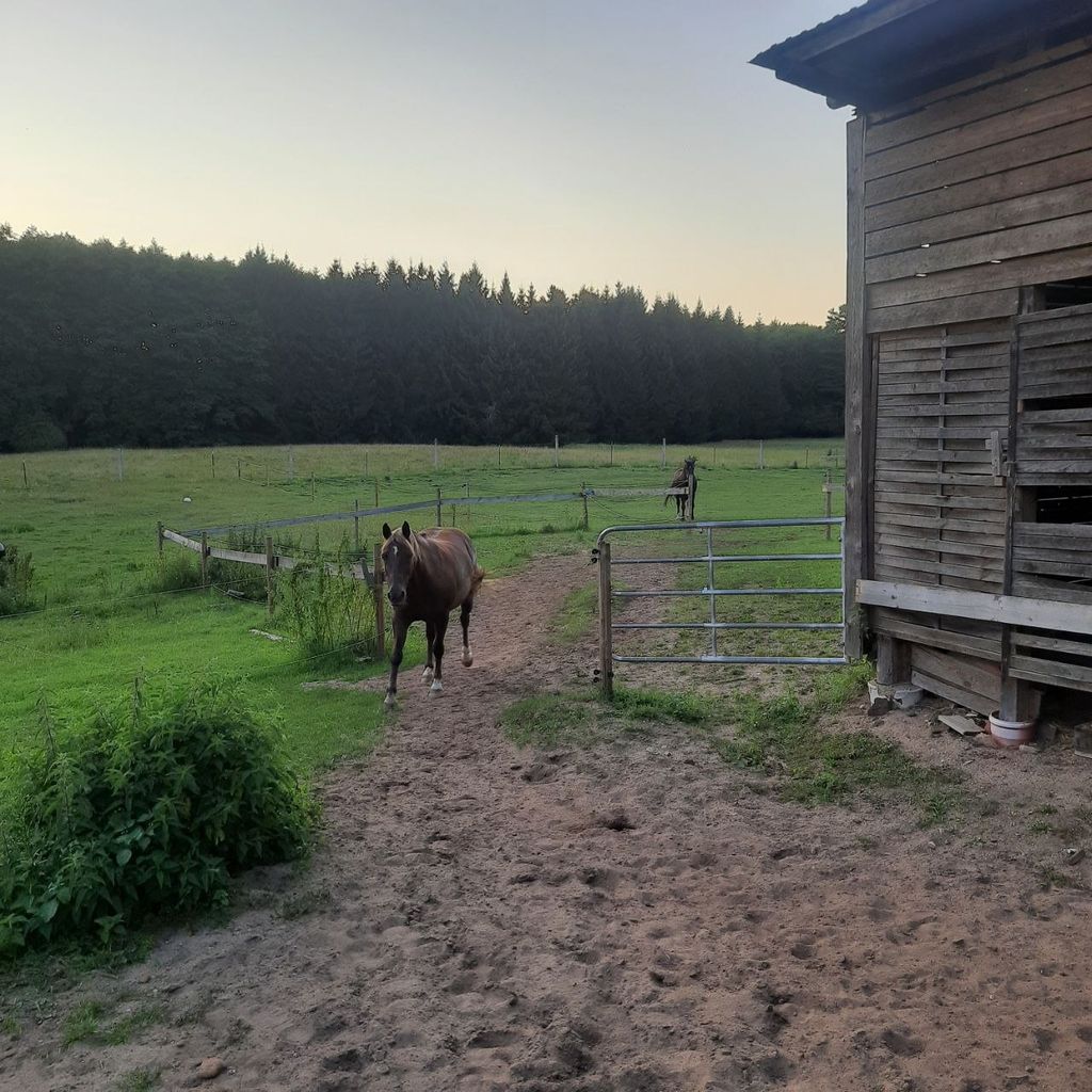 Blick zu den Pferden