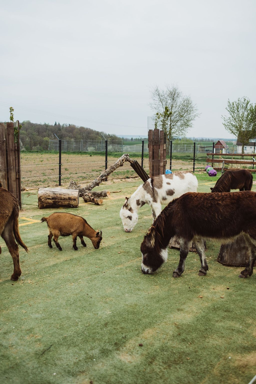 Camping at the donkey enclosure at Erlebnishof Odenwald