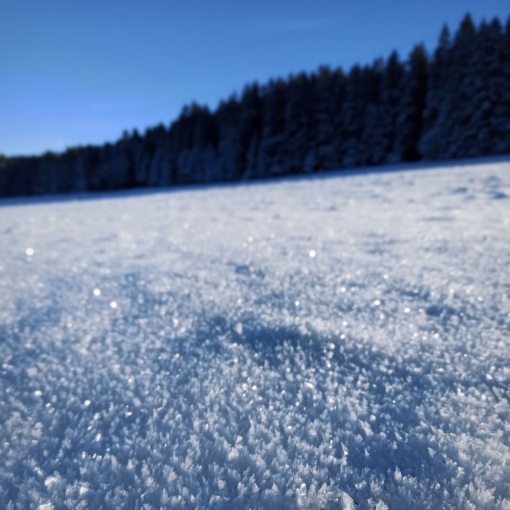 Accommodation in the Black Forest between forest & meadow