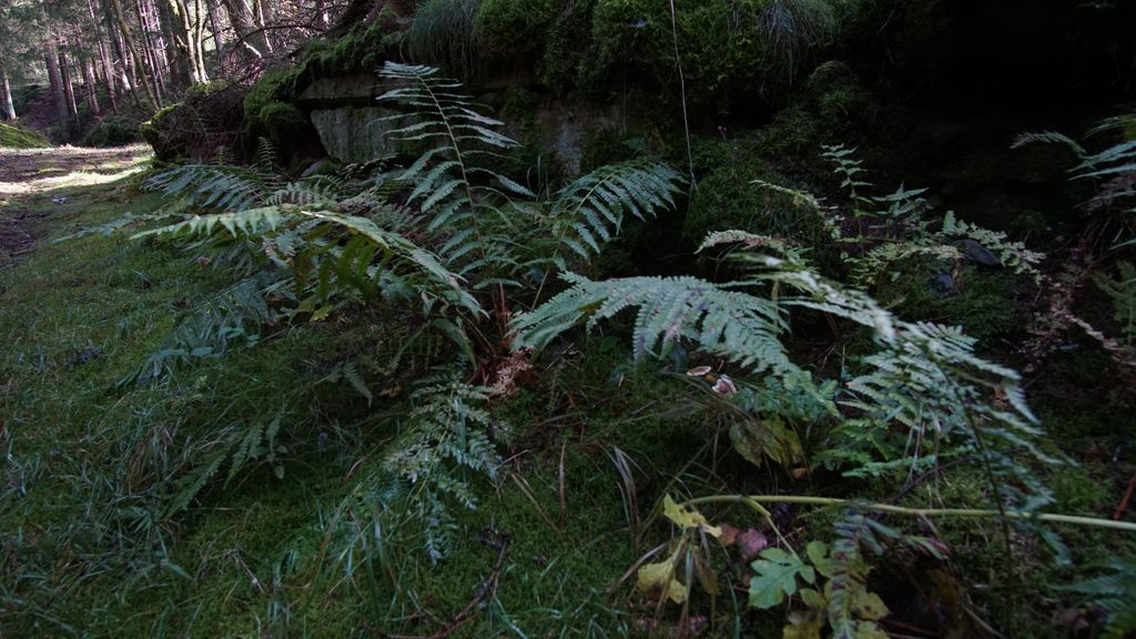 Nature camping on the Fellberg at the edge of the forest