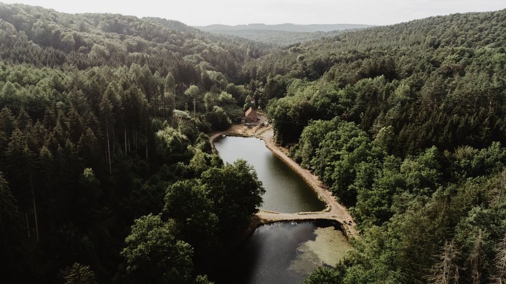 Acampar junto a un lago cristalino en el denso bosque del Palatinado