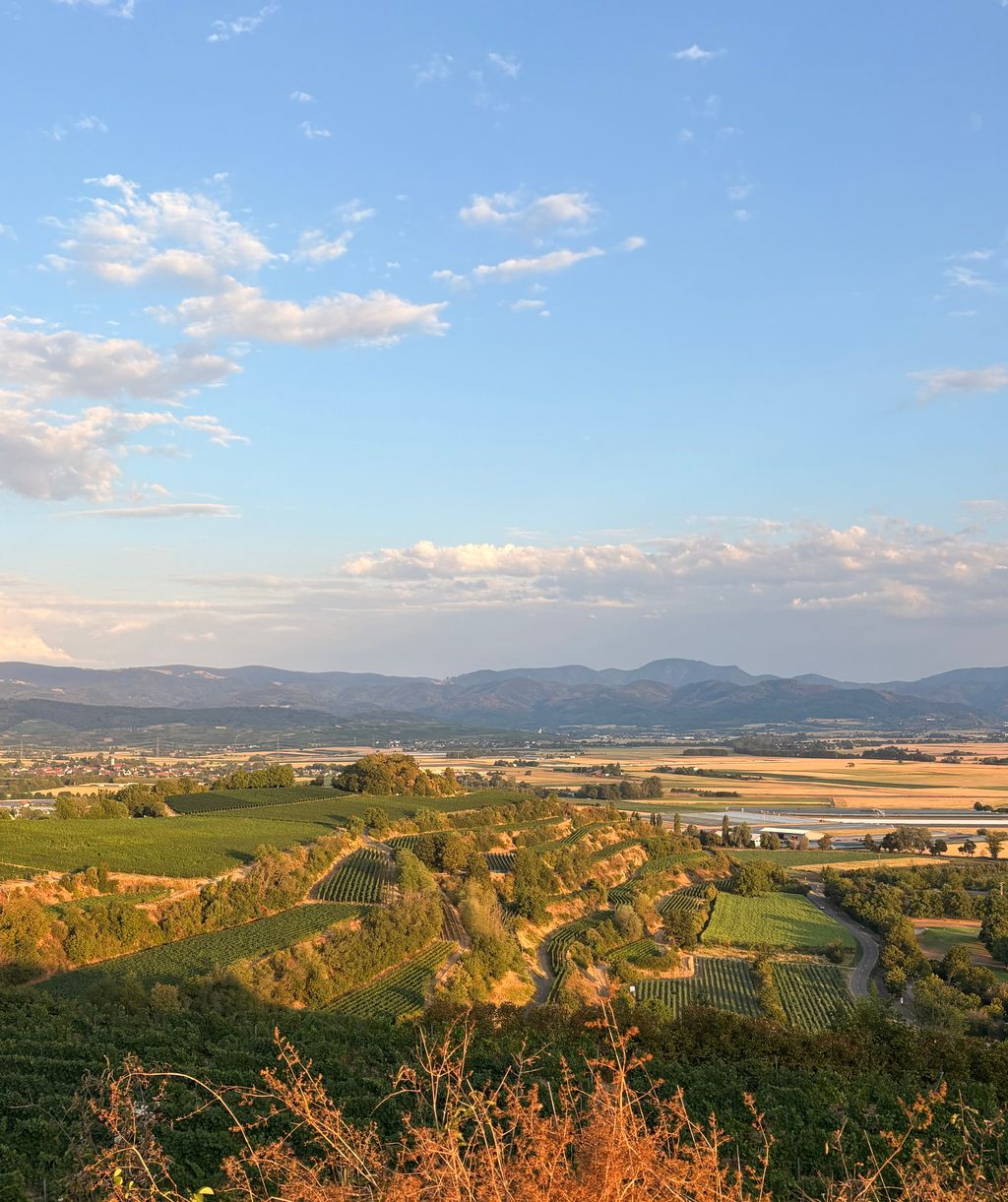 Freiburg: Obere Weinberg Terrasse mit Münsterblick