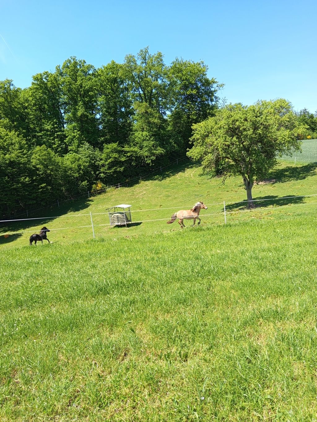 Acampar en una granja completamente aislada