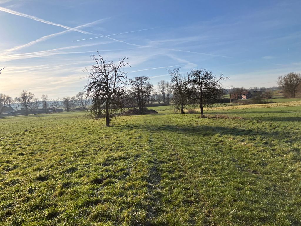 Tra i vecchi alberi da frutto nel prato