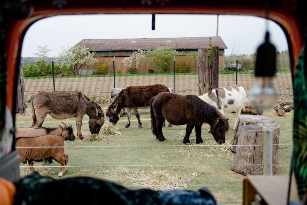 Camping at the donkey enclosure at Erlebnishof Odenwald