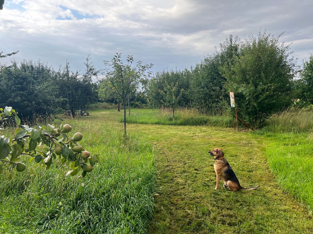 Acampada bajo los árboles frutales en Weserbergland