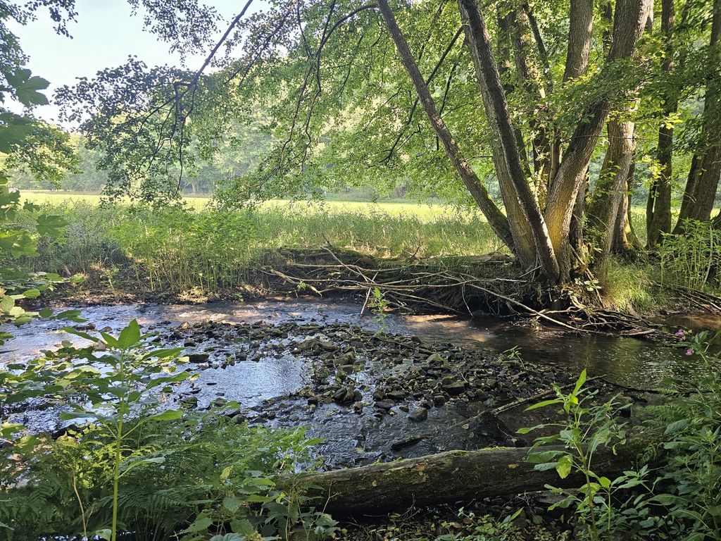 Idyllisches Fleckchen in unserem Wiesengrund