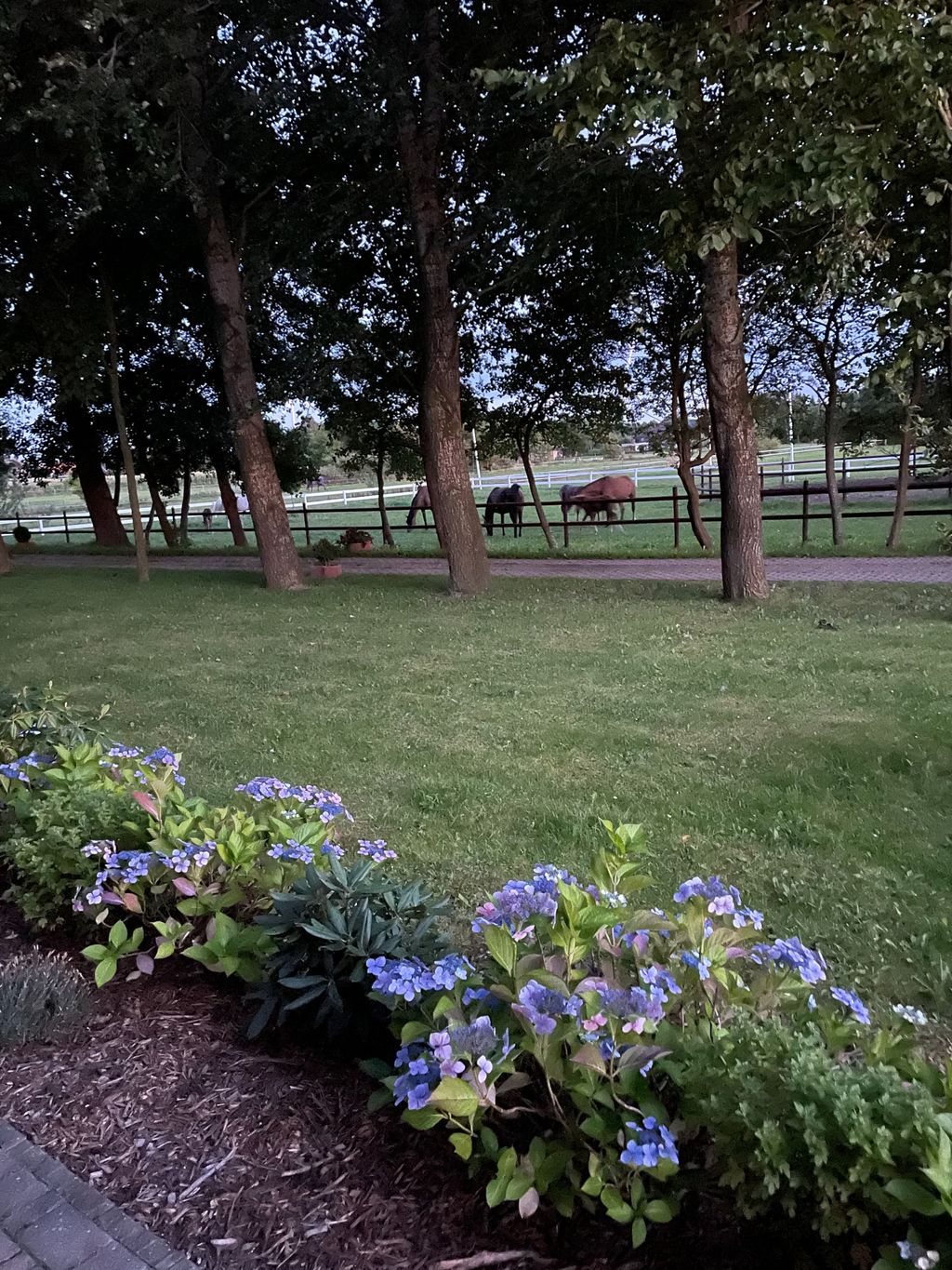 Horse farm in the north of North Friesland