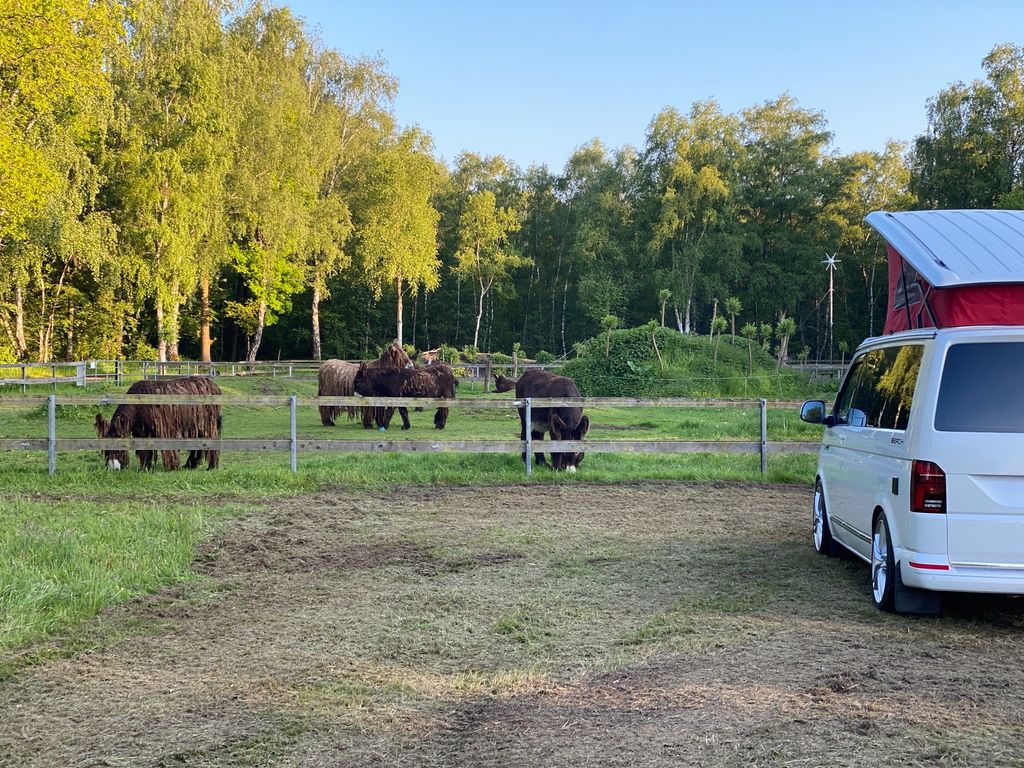 Übernachten an der Poitou-Esel-Weide im Wald