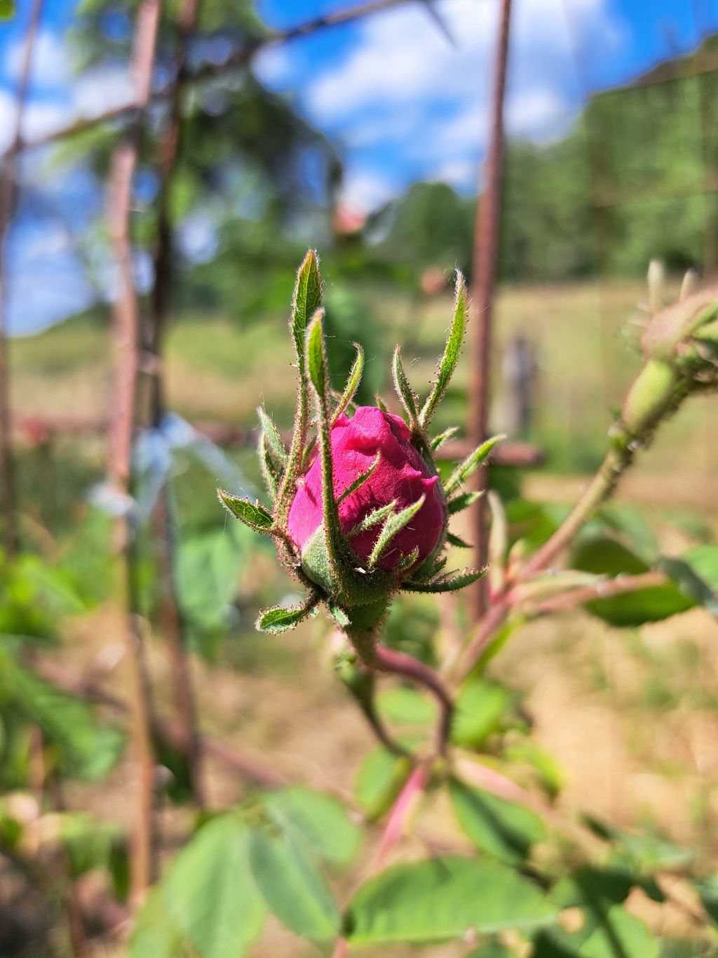 Familienfreundlicher Camperhof mit Alpenblick