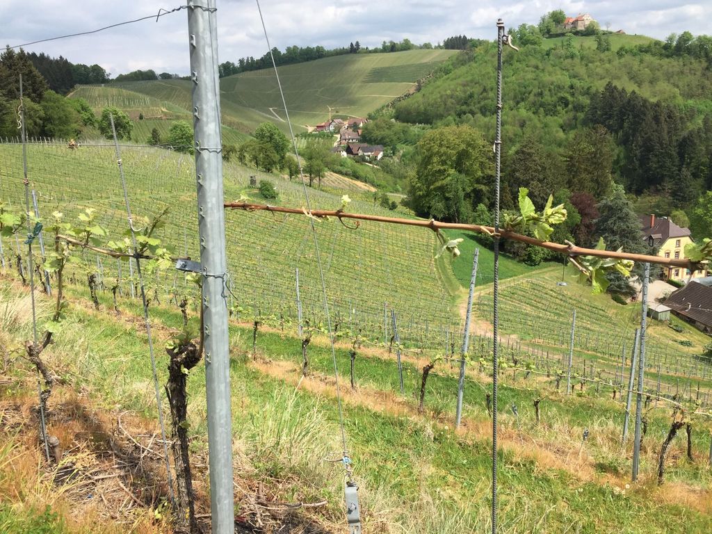 Quiet place below a winery in Durbach
