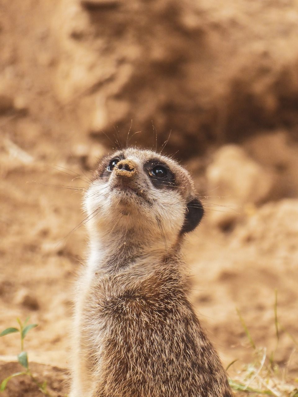 Erdmännchen im Tierpark Sababurg