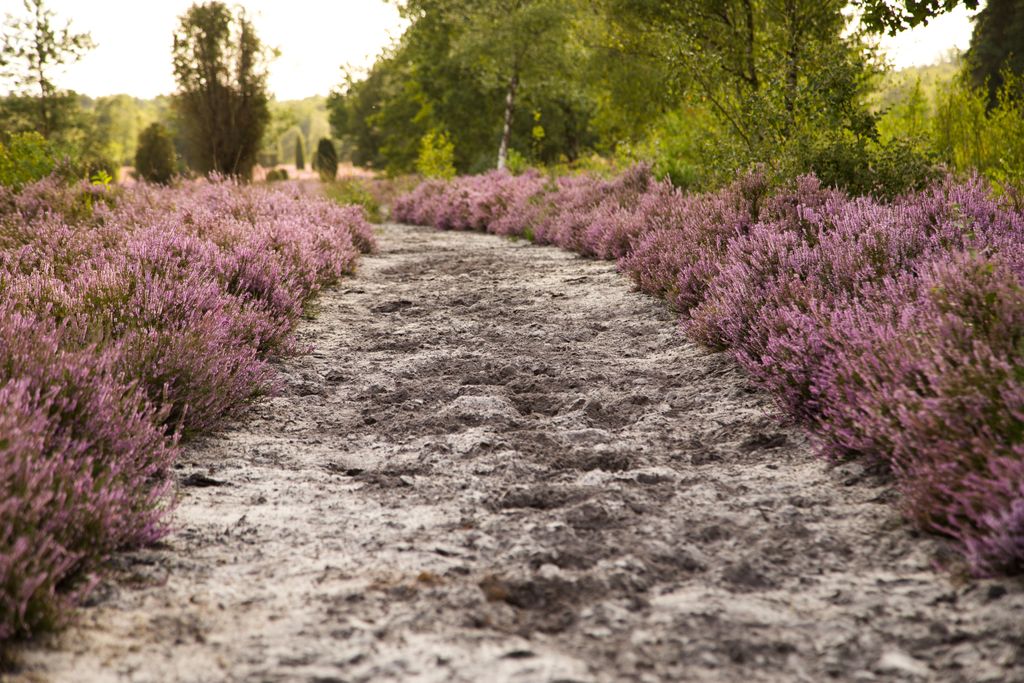 Pastos para caballos en la reserva natural de Lüneburg Heath