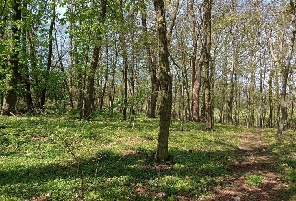 Stellplatz mit Blick in die Natur 