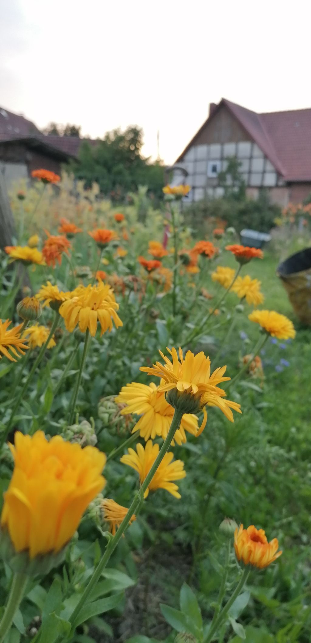 Schlafen zwischen Obstbäumen & Gemüsebeeten