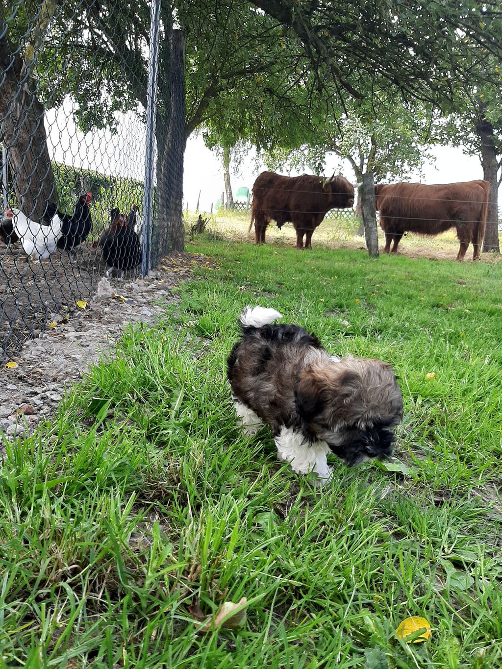 Elbe Highland Cattle Hof Dittmer