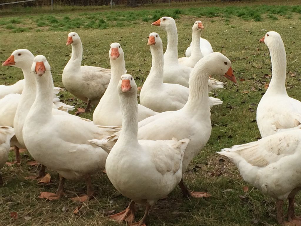 Camping en la granja avícola de Arnsdorf