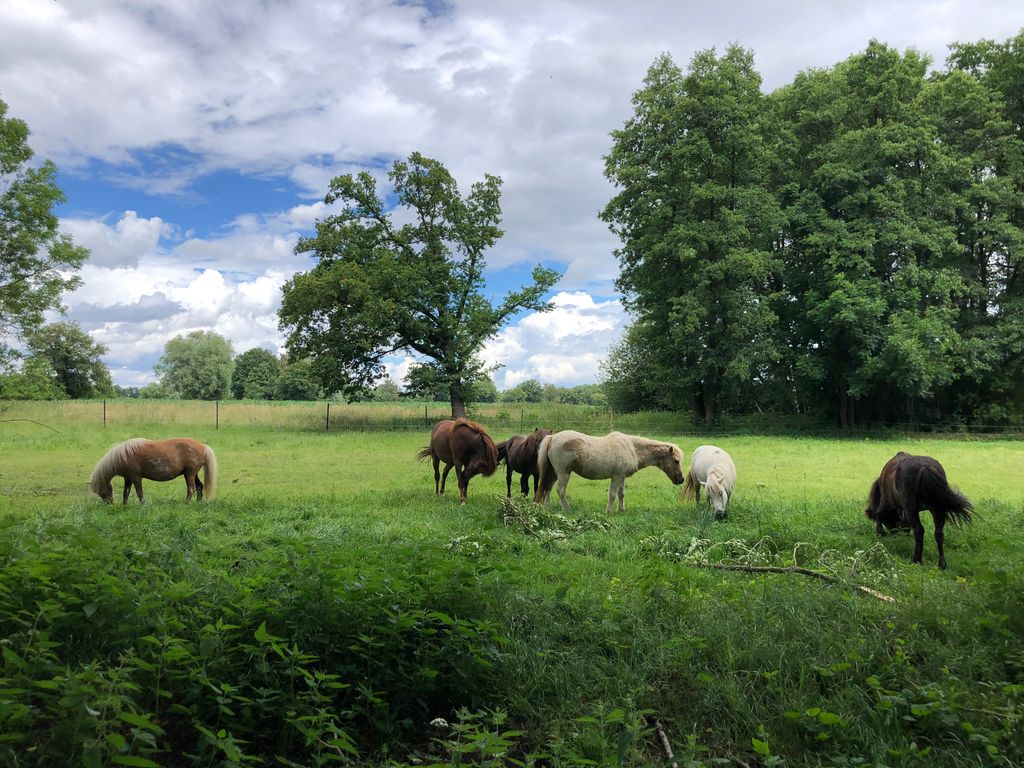 Naturaleza en estado puro: caballos y cielos estrellados