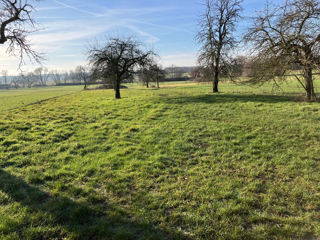 Tra i vecchi alberi da frutto nel prato