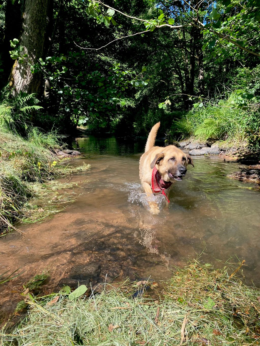 In the heart of the Spessart ♥ Pitch by the stream