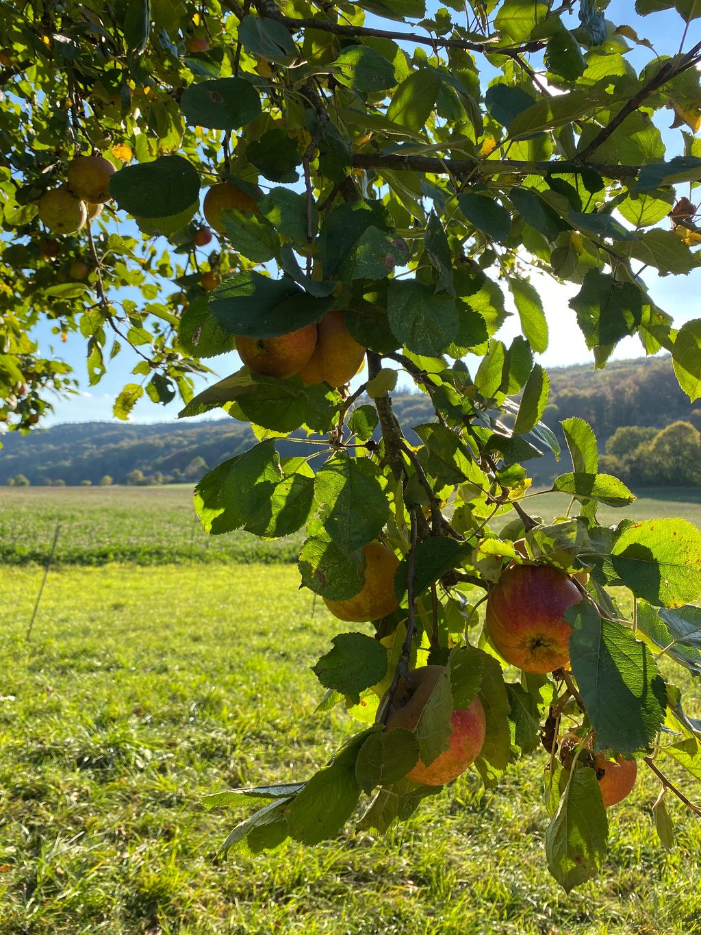 Unter Obstbäumen im Nimstal 