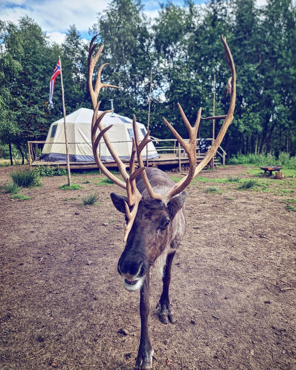 Glamping im Rentiergehege