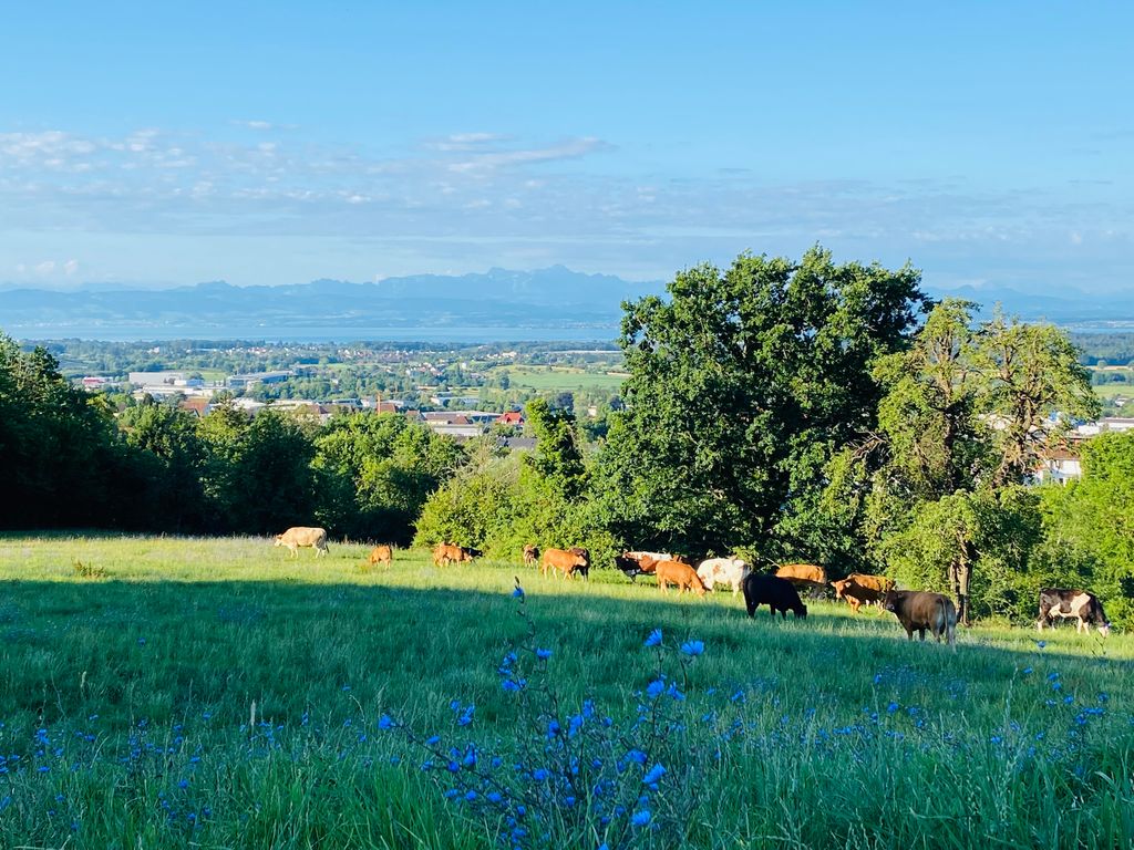 Stellplätze mit Panoramablick auf Bodensee & Alpen