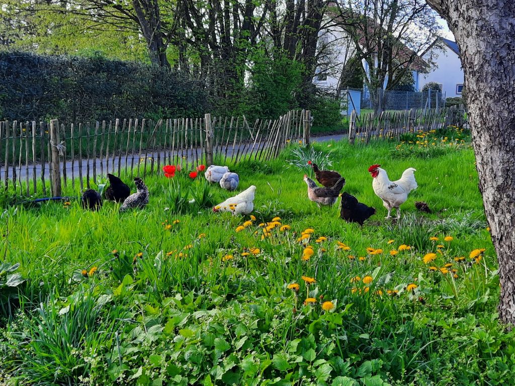 Relajantes vacaciones en una granja del sur de Eifel