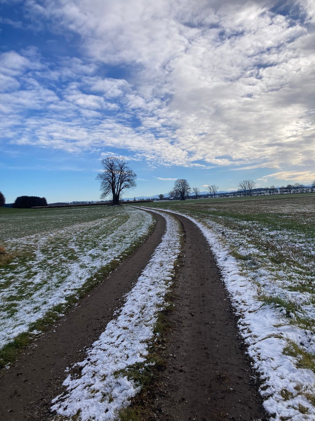 Idylle unter der Linde zwischen Wiesen und Feldern